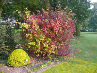 Cornus Sibirica2011.jpg_s.jpg